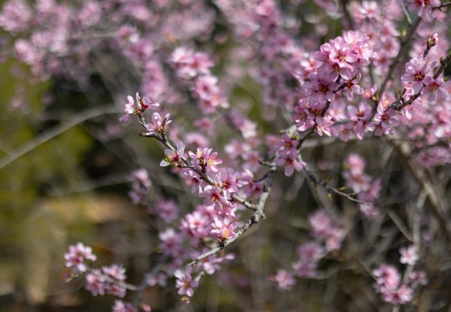 Villa in Ibi - Rustic Escape by Fidalsa Villa in Ibi - Rustic Escape by Fidalsa